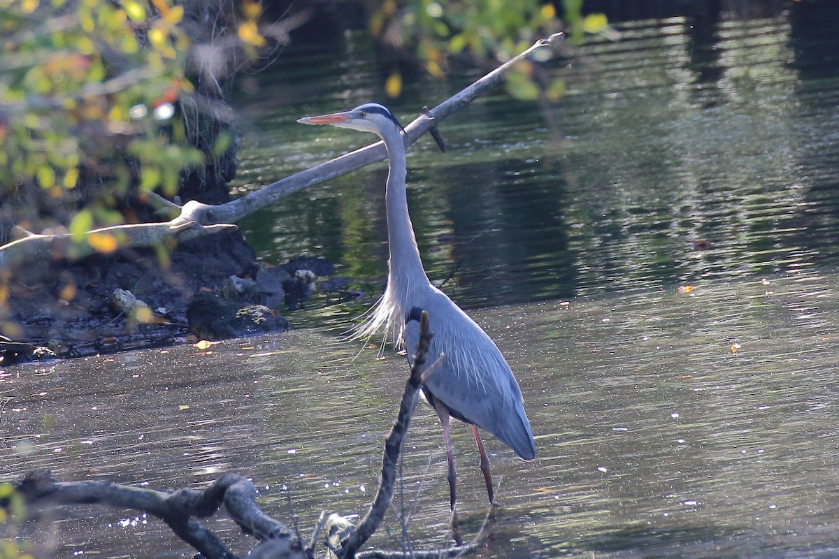 Great Blue Heron - ML627116864