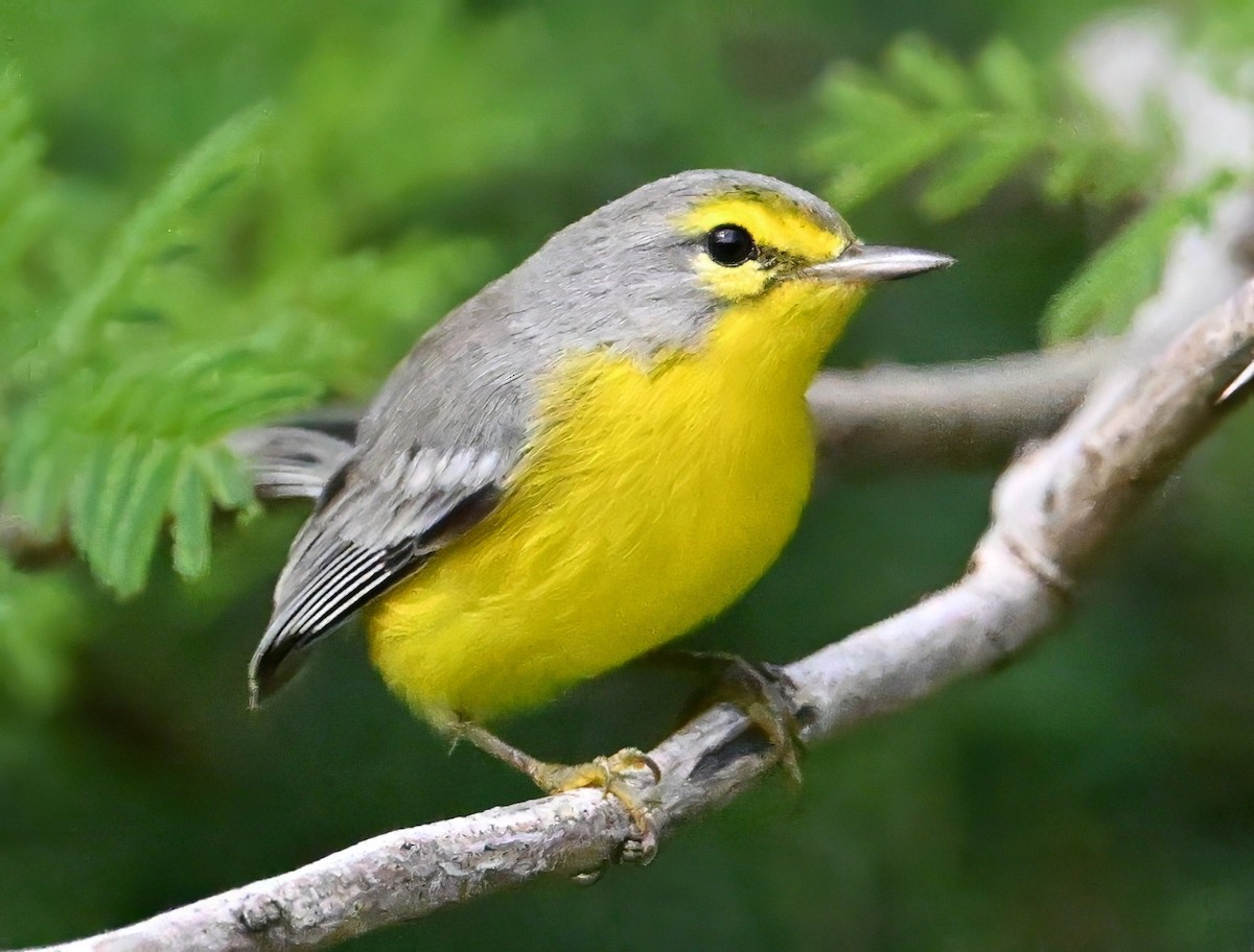 Barbuda Warbler - ML627117228