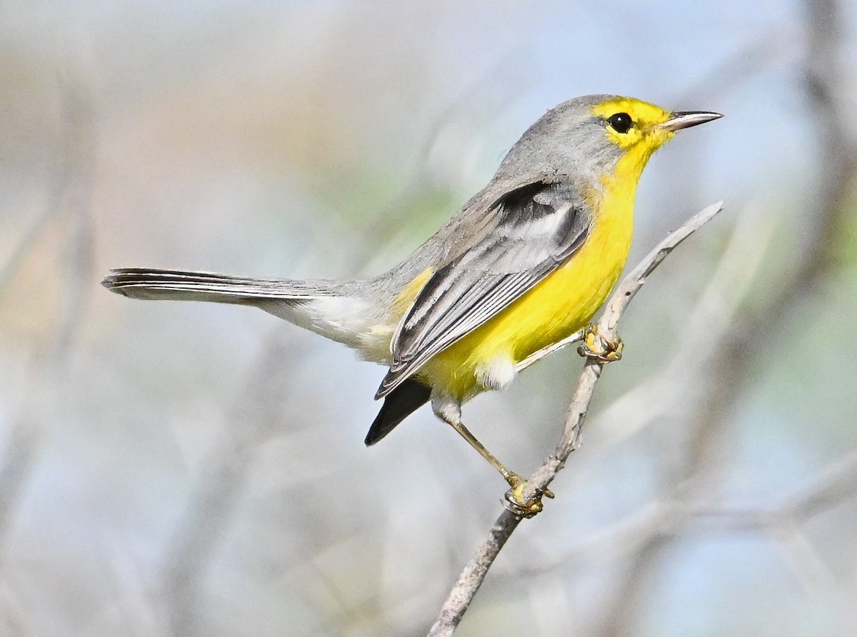 Barbuda Warbler - ML627117237