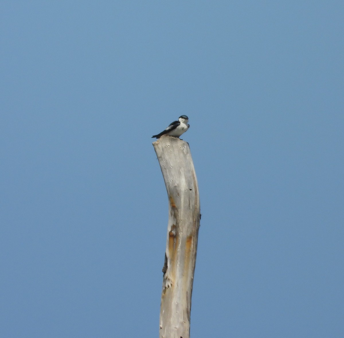 White-winged Swallow - ML627117273