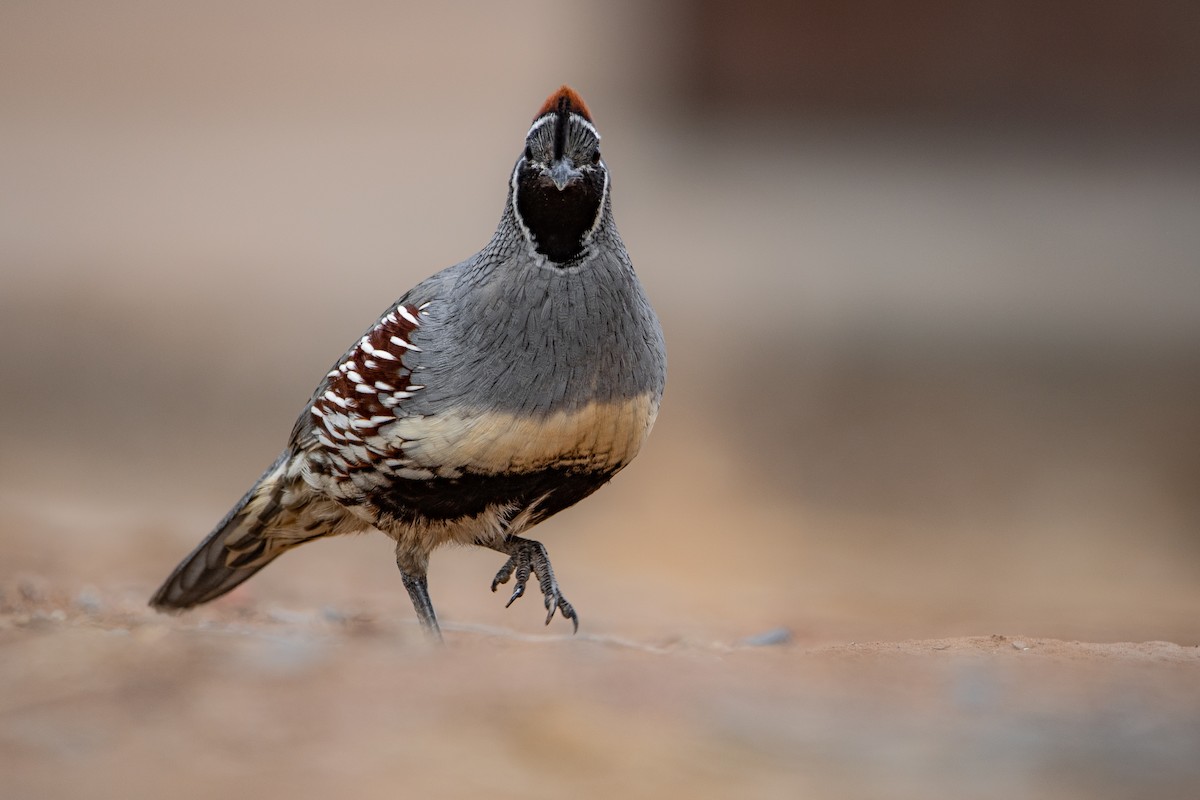 Gambel's Quail - ML627117277