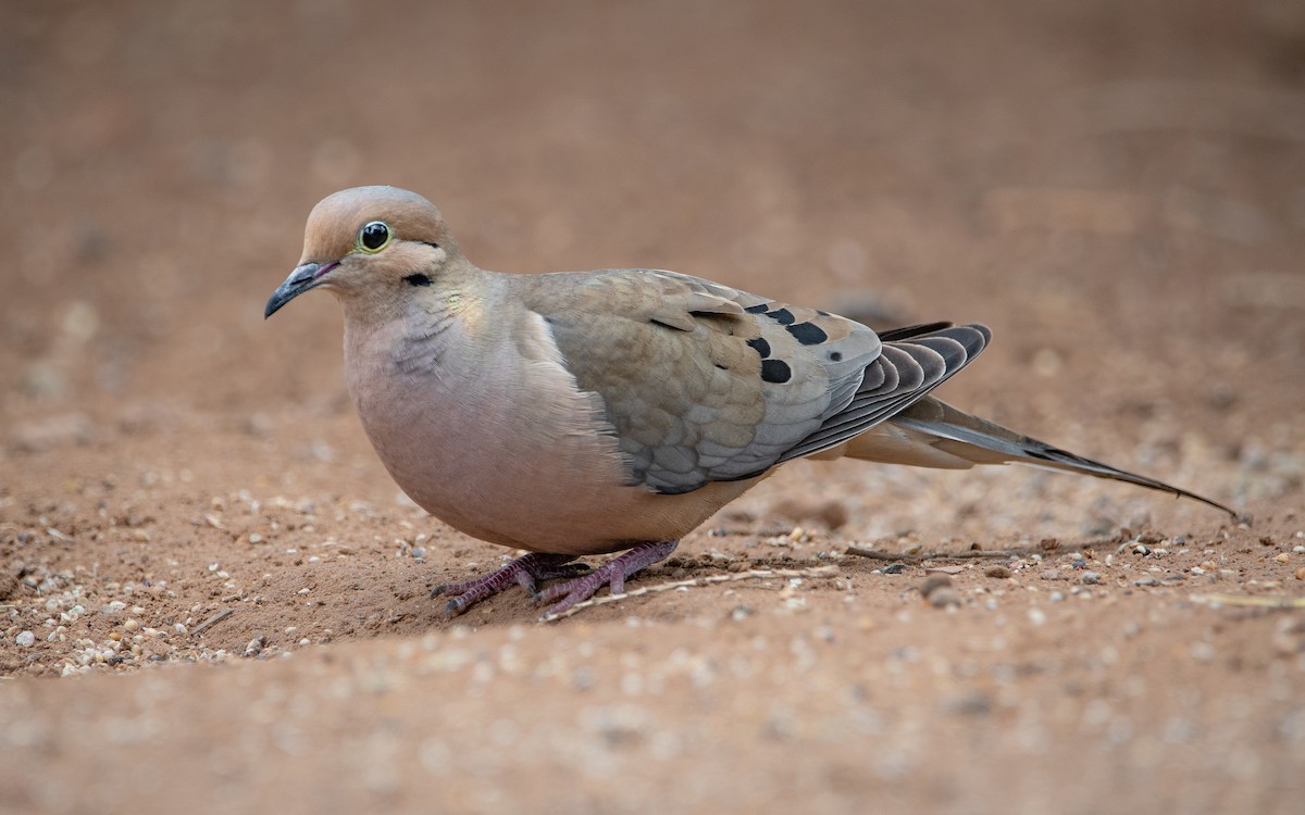 Mourning Dove - ML627117287