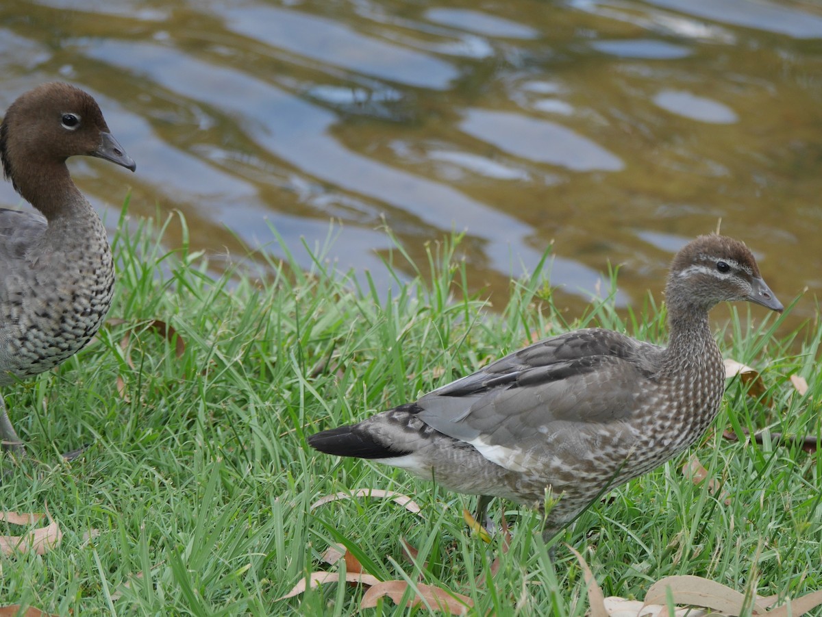 Maned Duck - ML627117437