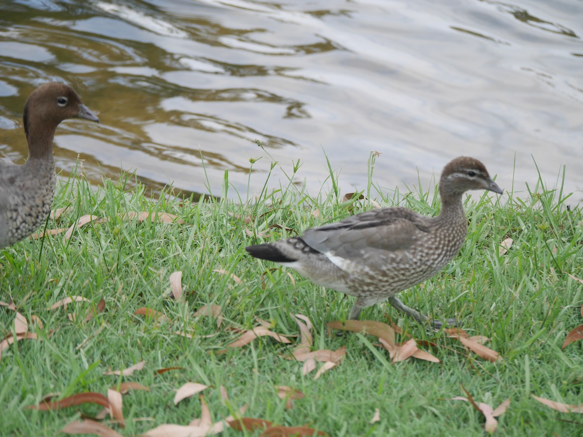 Maned Duck - ML627117438
