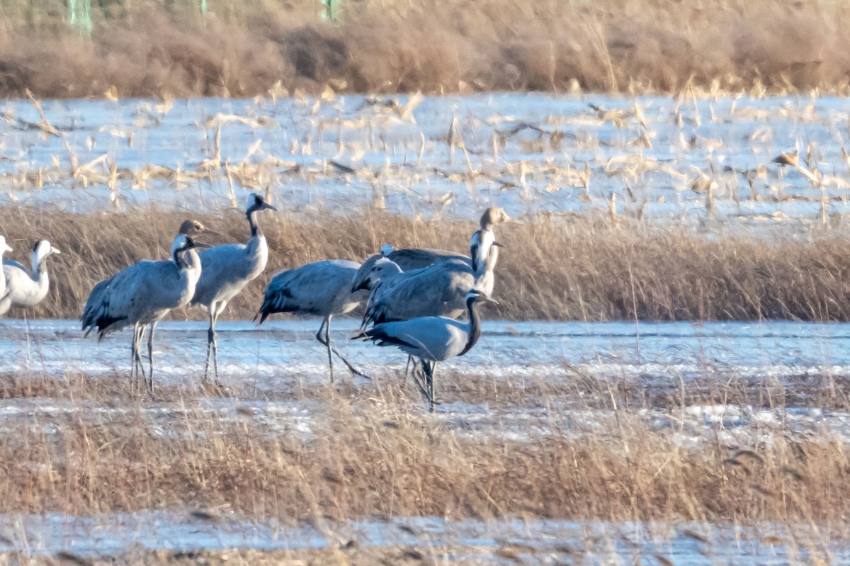 Demoiselle Crane - ML627117579