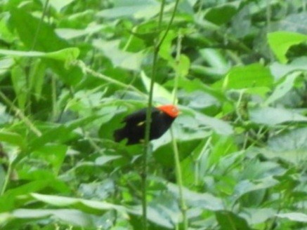 Red-capped Manakin - ML627117974