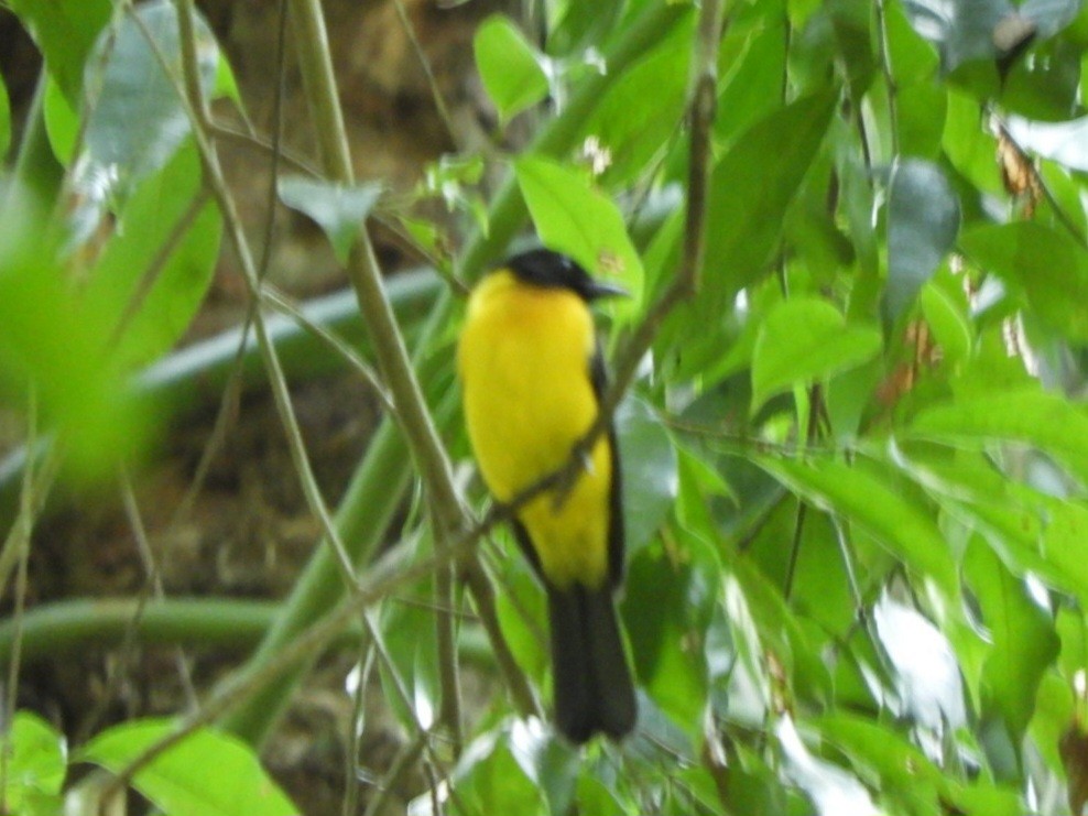 Black-throated Shrike-Tanager - ML627118001