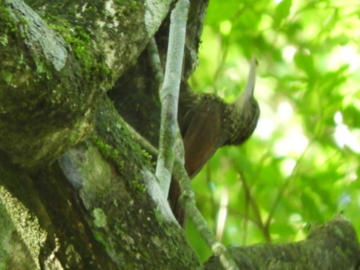 Ivory-billed Woodcreeper - ML627118213