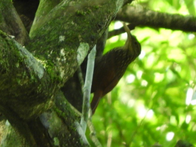 Ivory-billed Woodcreeper - ML627118219