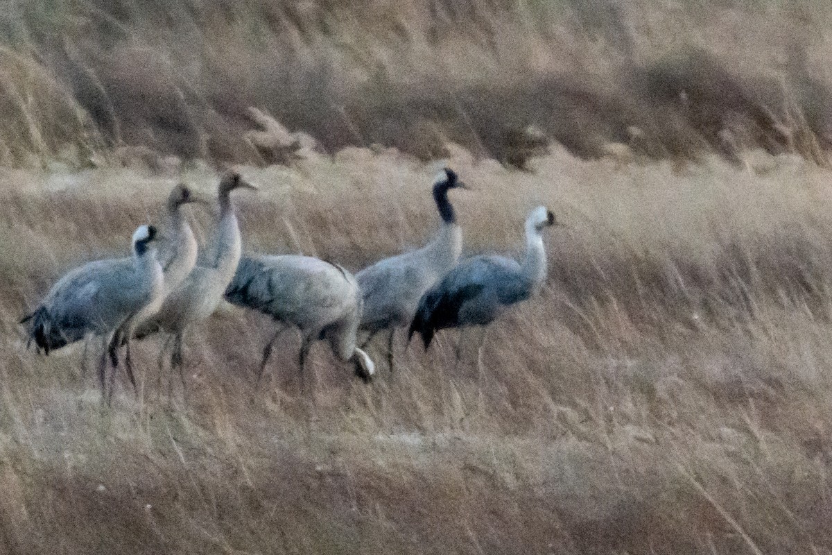 Common x Hooded Crane (hybrid) - ML627118329