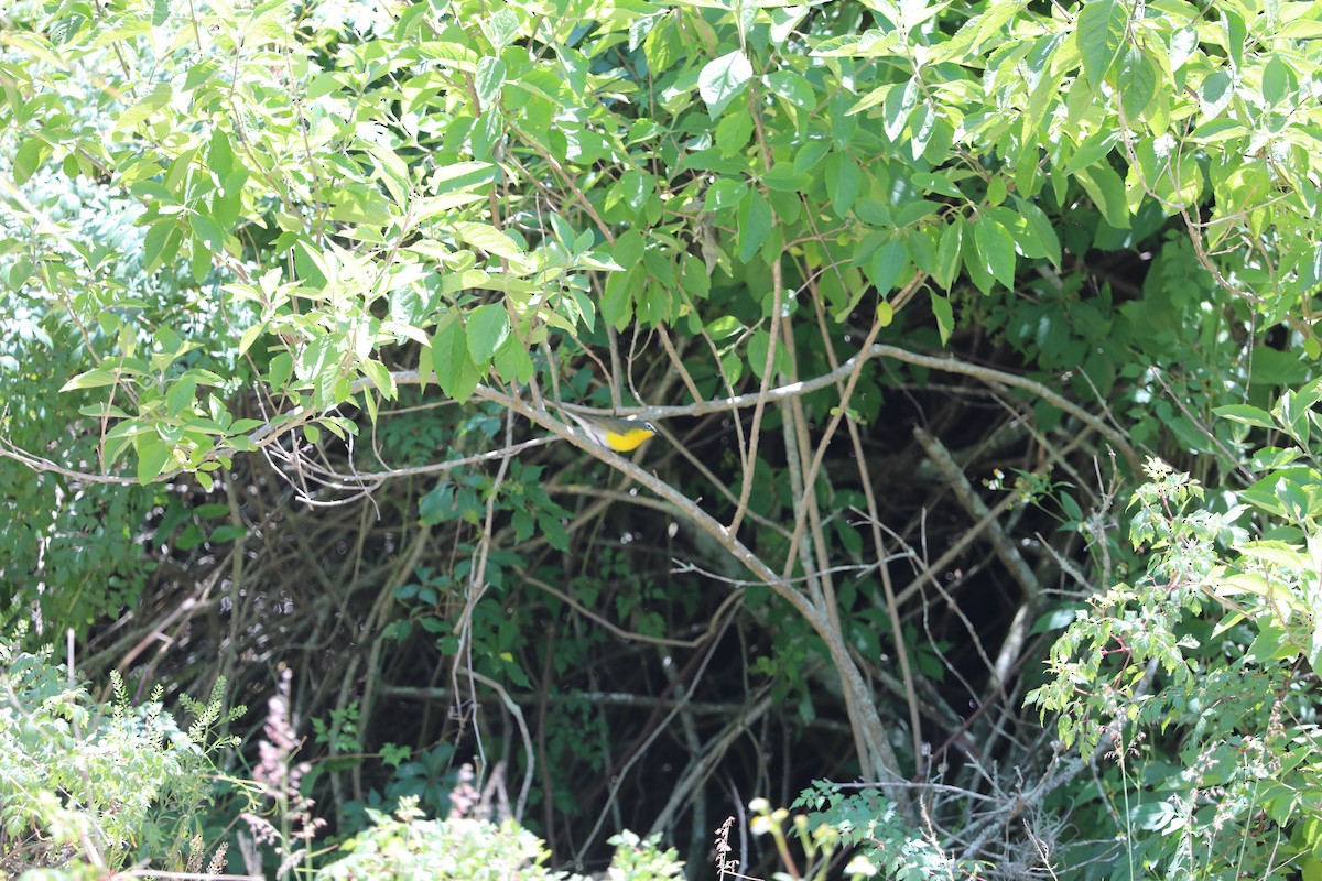 lesníček žlutoprsý - ML627118412