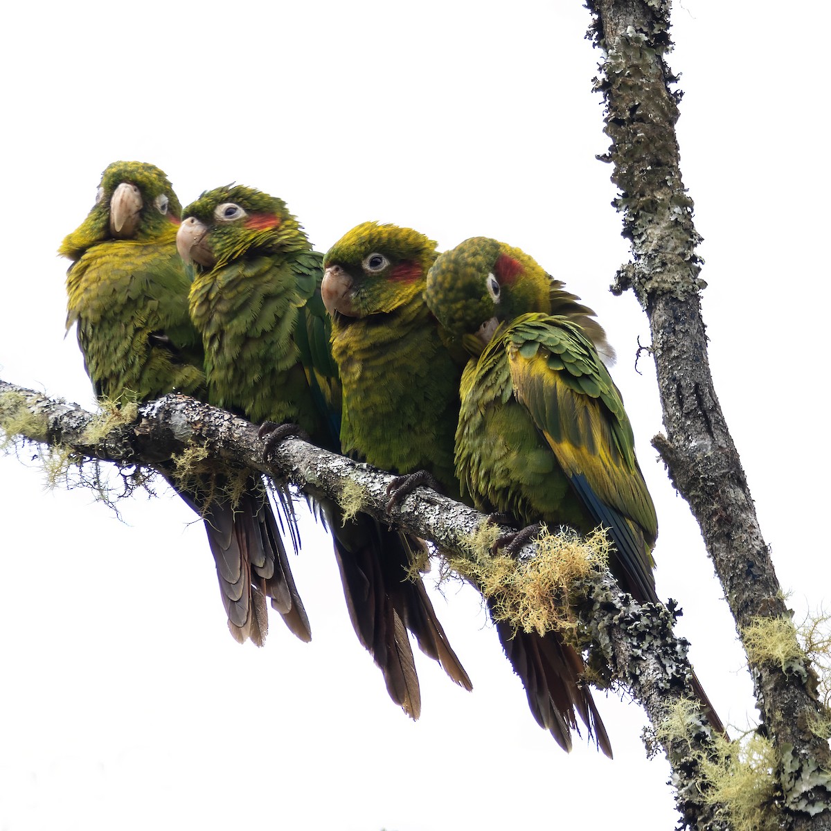 Sulphur-winged Parakeet - ML627118422