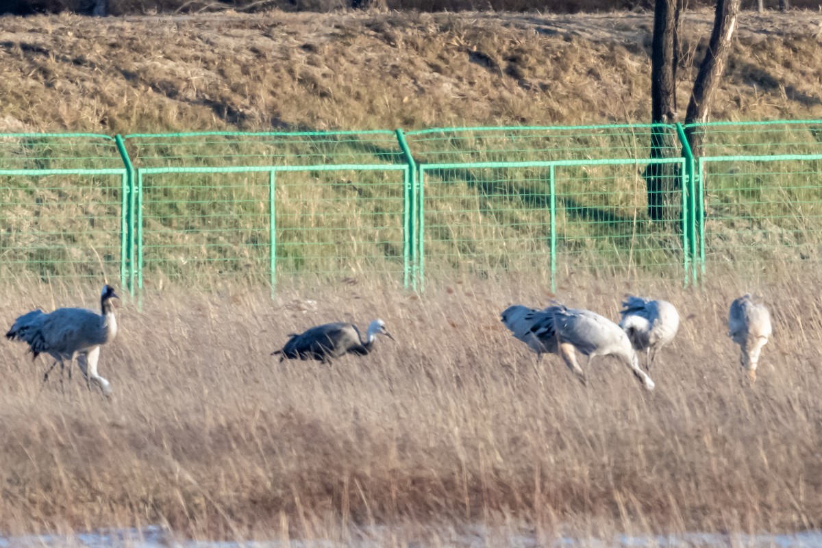 Hooded Crane - ML627118511