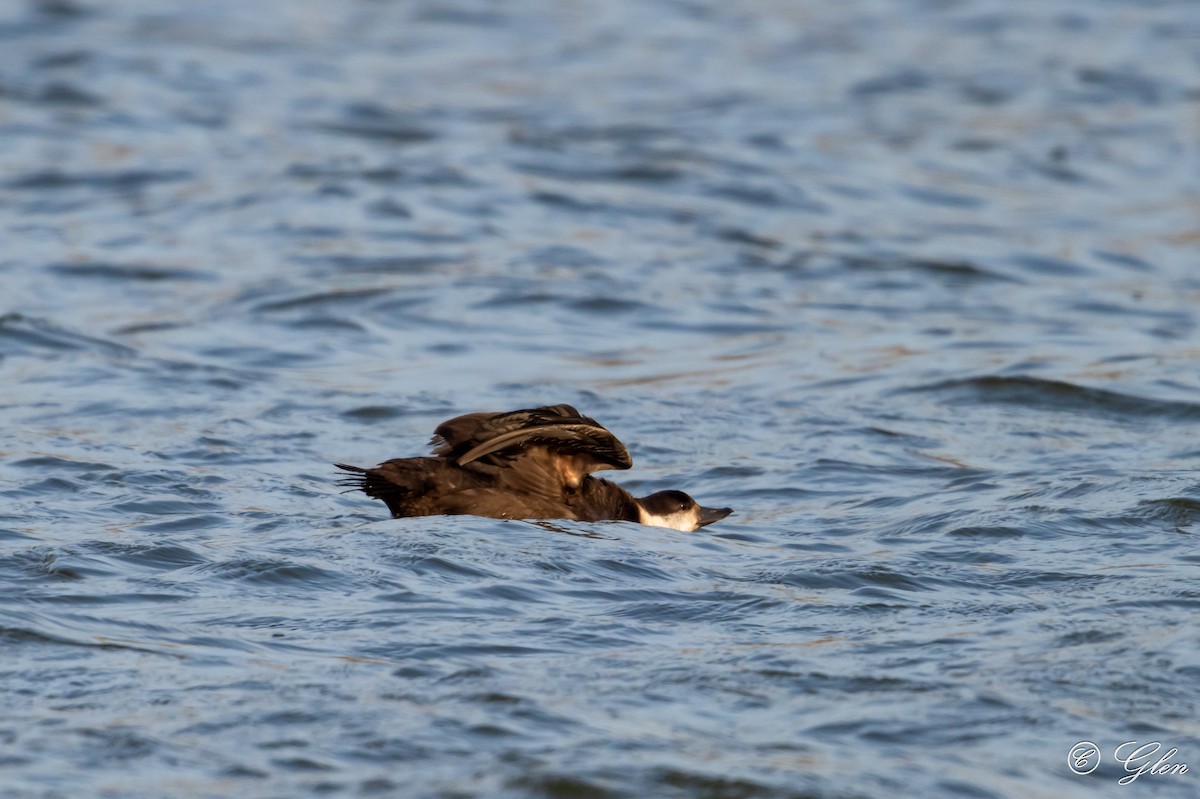 Black Scoter - ML627118660