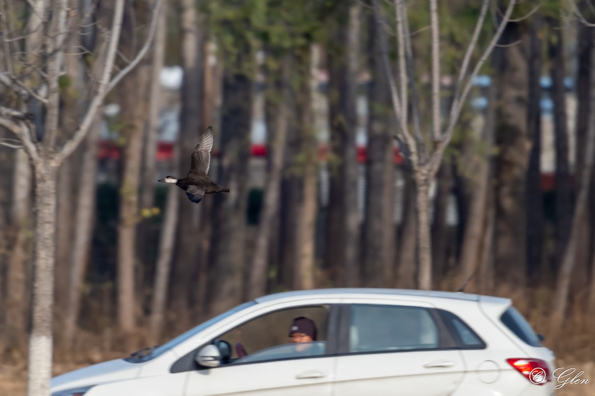 Black Scoter - ML627118664