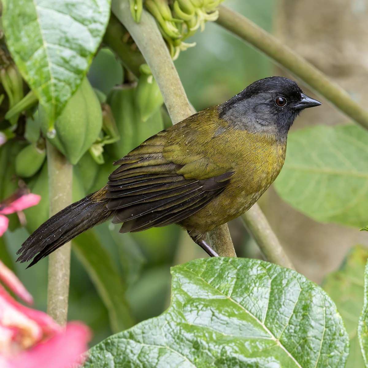 Large-footed Finch - ML627118725