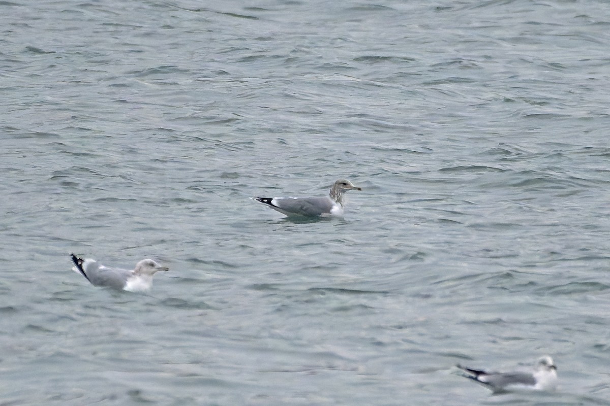 California Gull - ML627118727