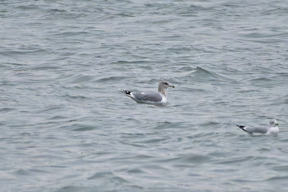 California Gull - ML627118728