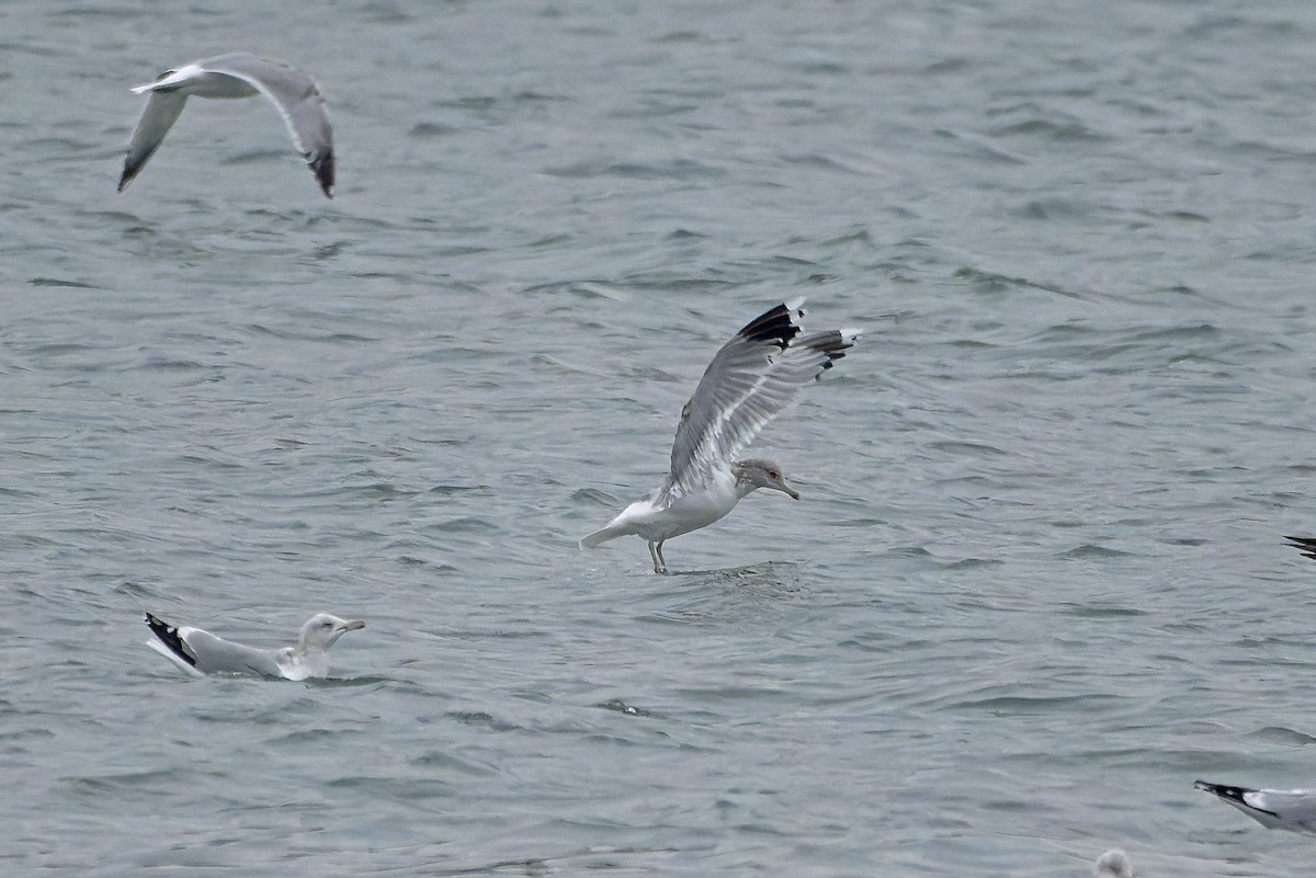 California Gull - ML627118729