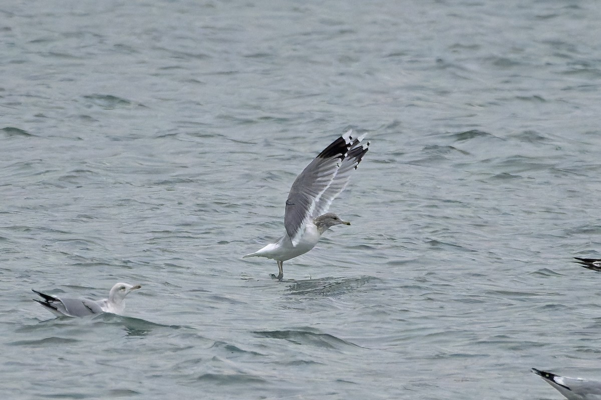 California Gull - ML627118730