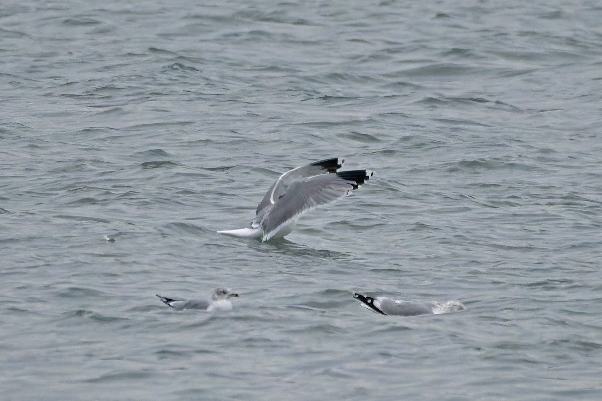 California Gull - ML627118731