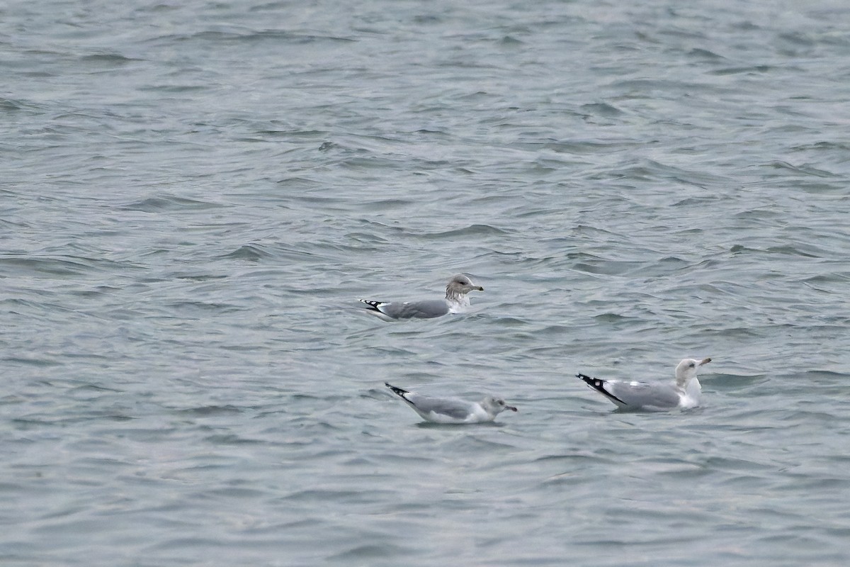 California Gull - ML627118732