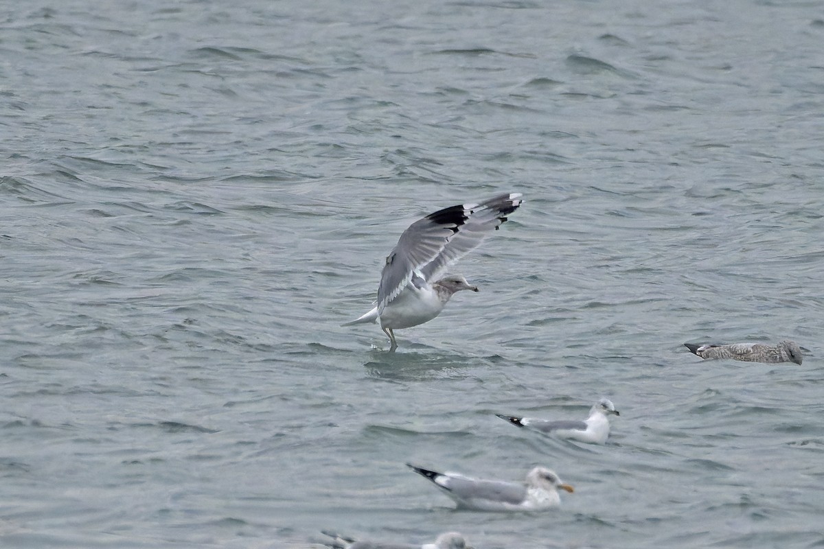 California Gull - ML627118733