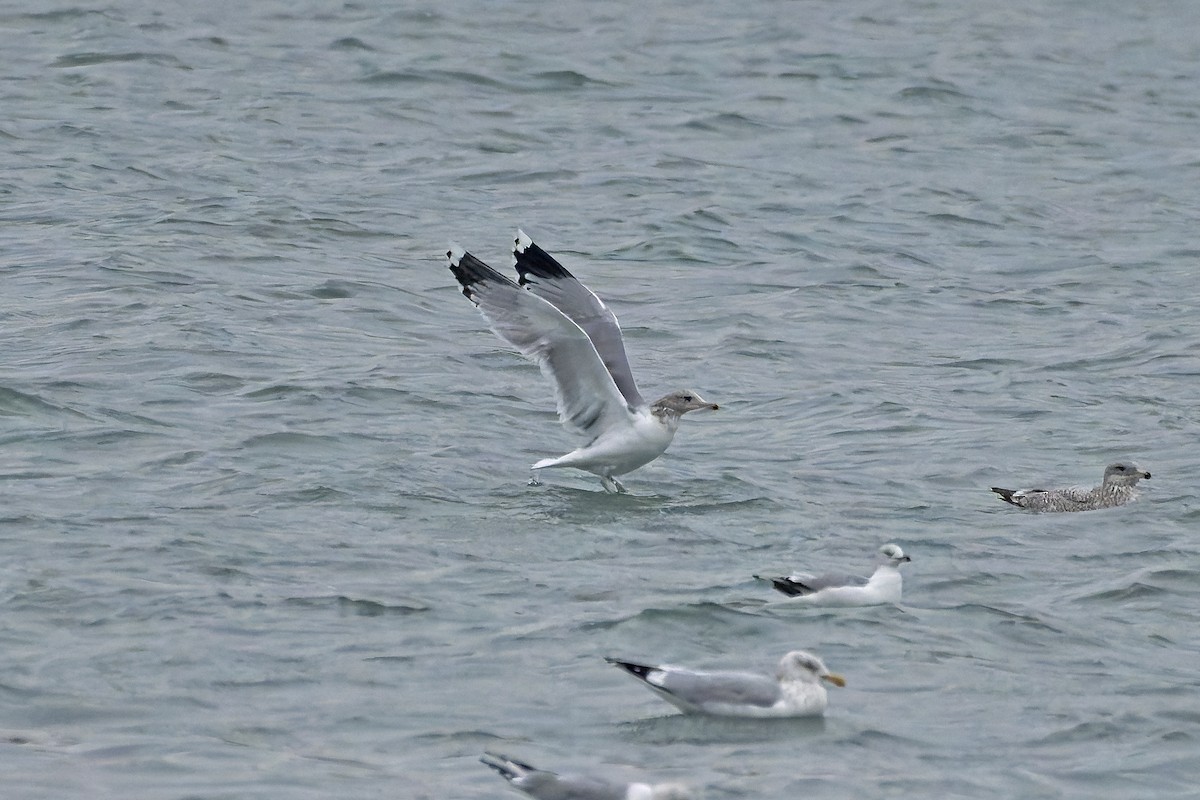 California Gull - ML627118734