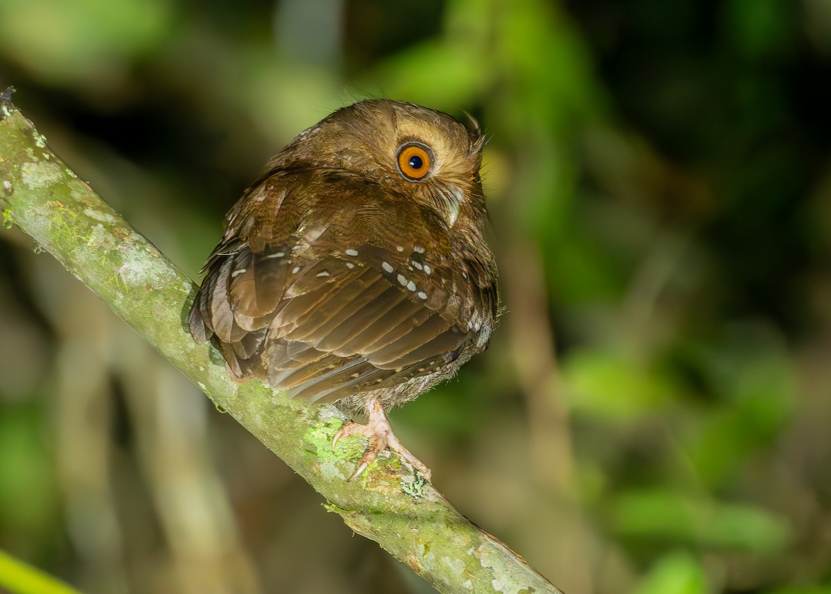 Long-whiskered Owlet - ML627119299