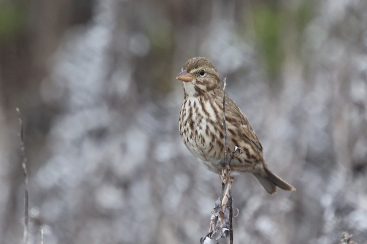 strnadec luční (ssp. rostratus/atratus) - ML627119301