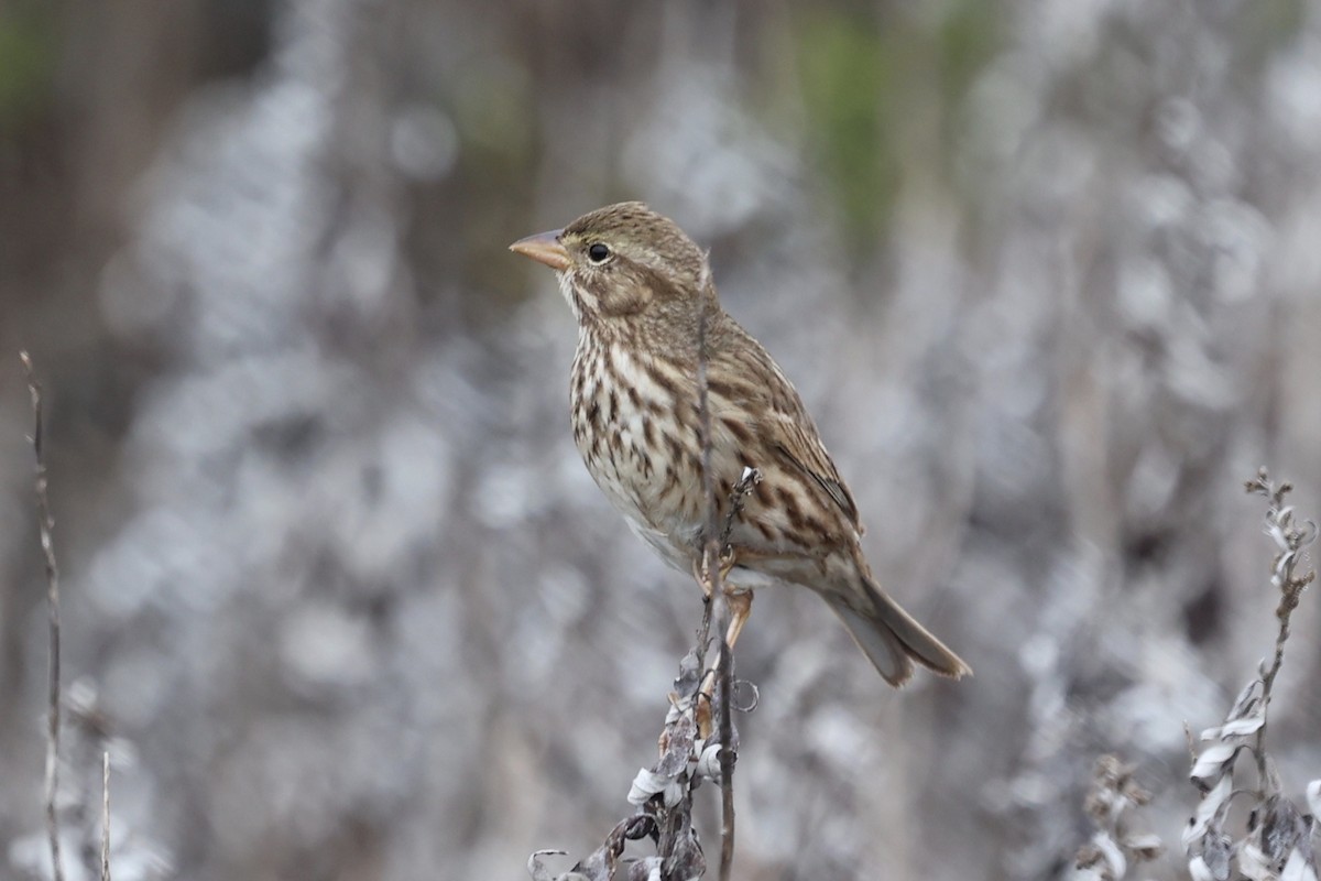strnadec luční (ssp. rostratus/atratus) - ML627119302