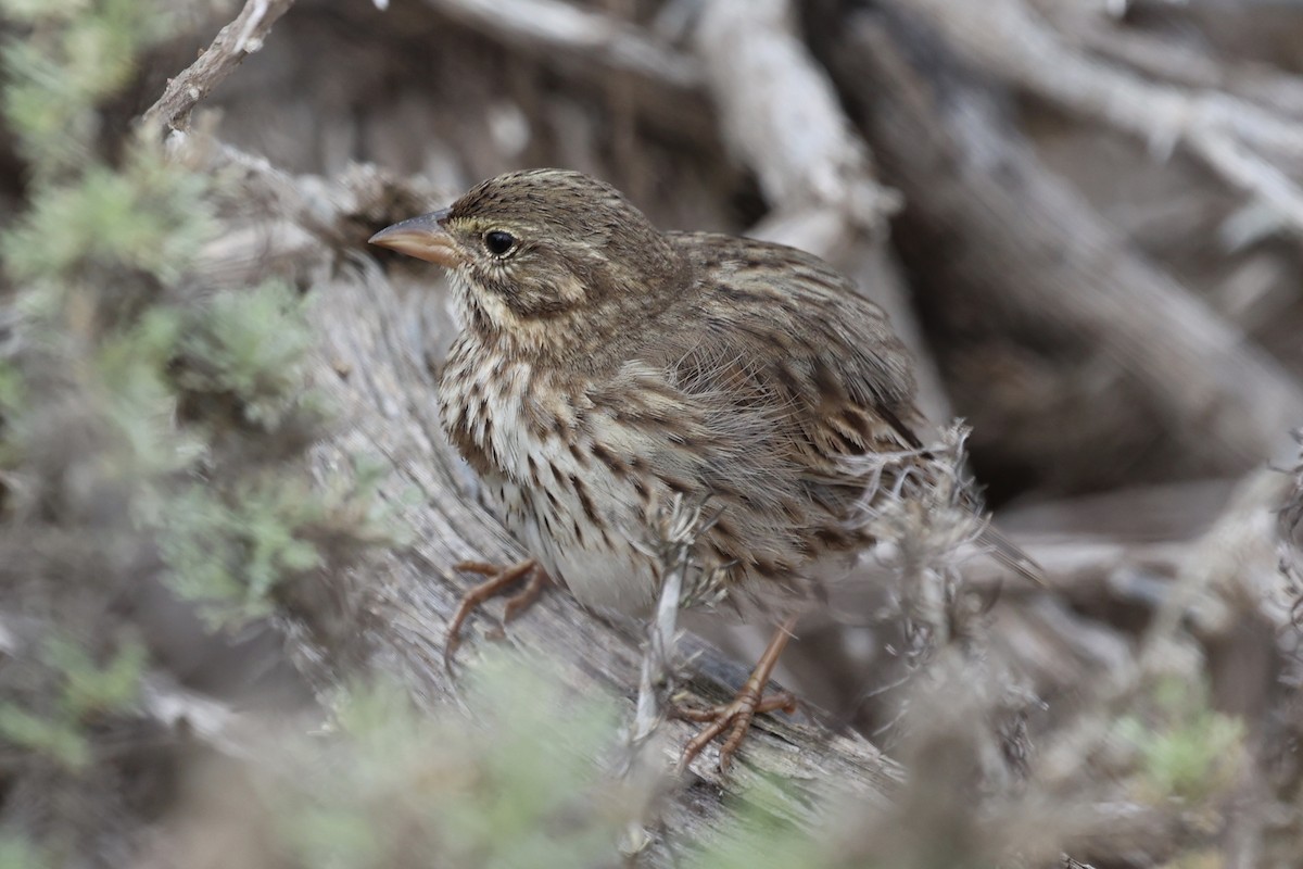 strnadec luční (ssp. rostratus/atratus) - ML627119303