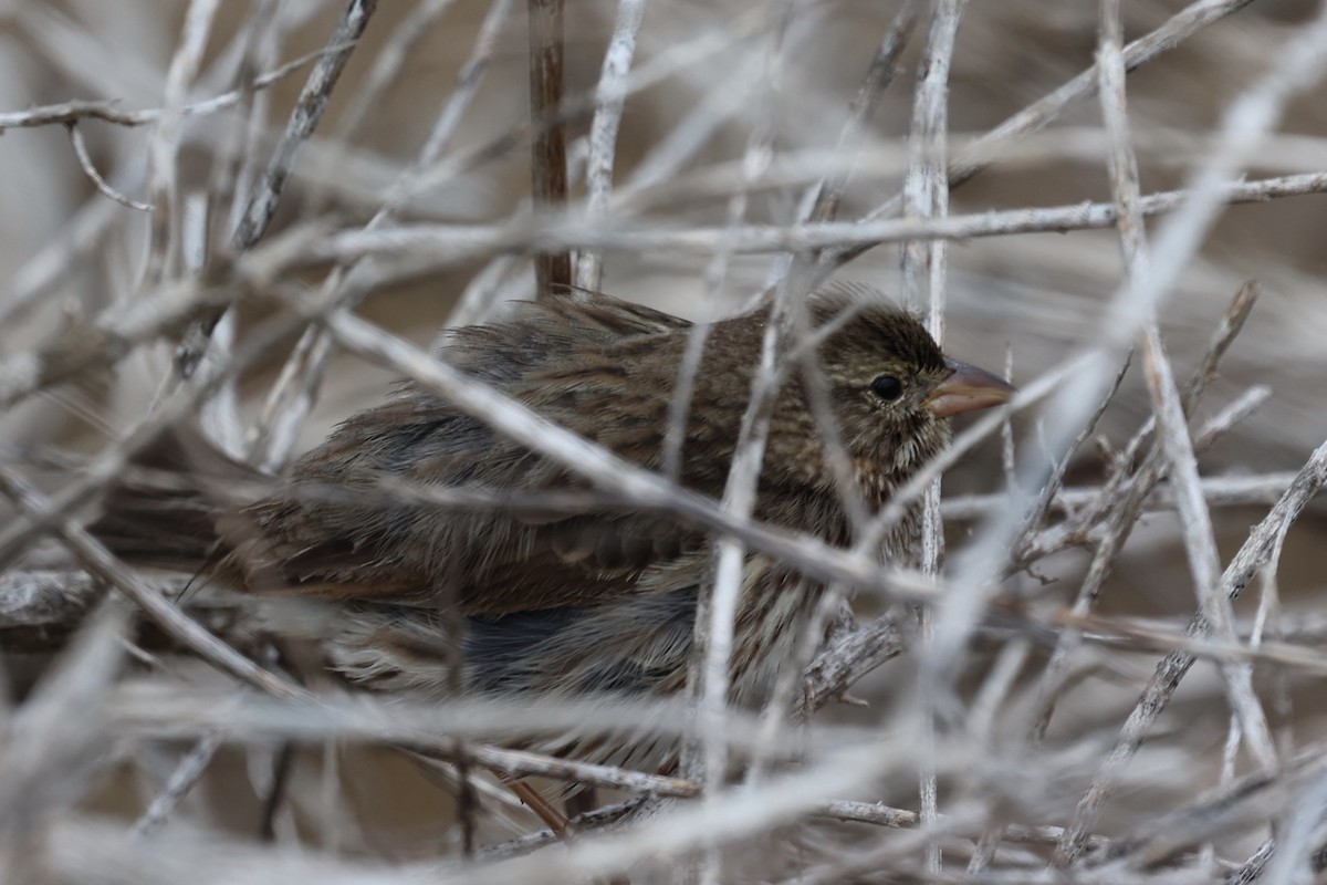 strnadec luční (ssp. rostratus/atratus) - ML627119304