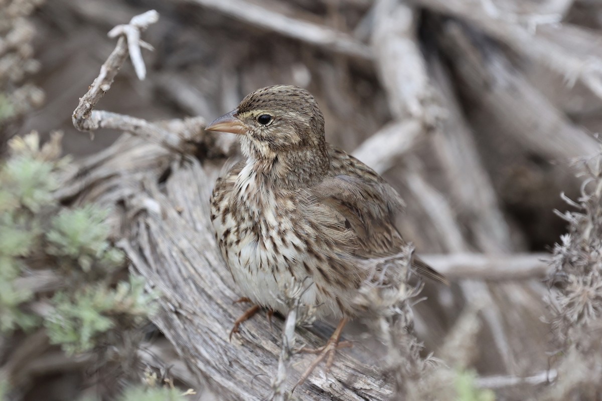 strnadec luční (ssp. rostratus/atratus) - ML627119306