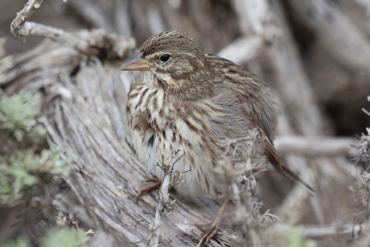 strnadec luční (ssp. rostratus/atratus) - ML627119307