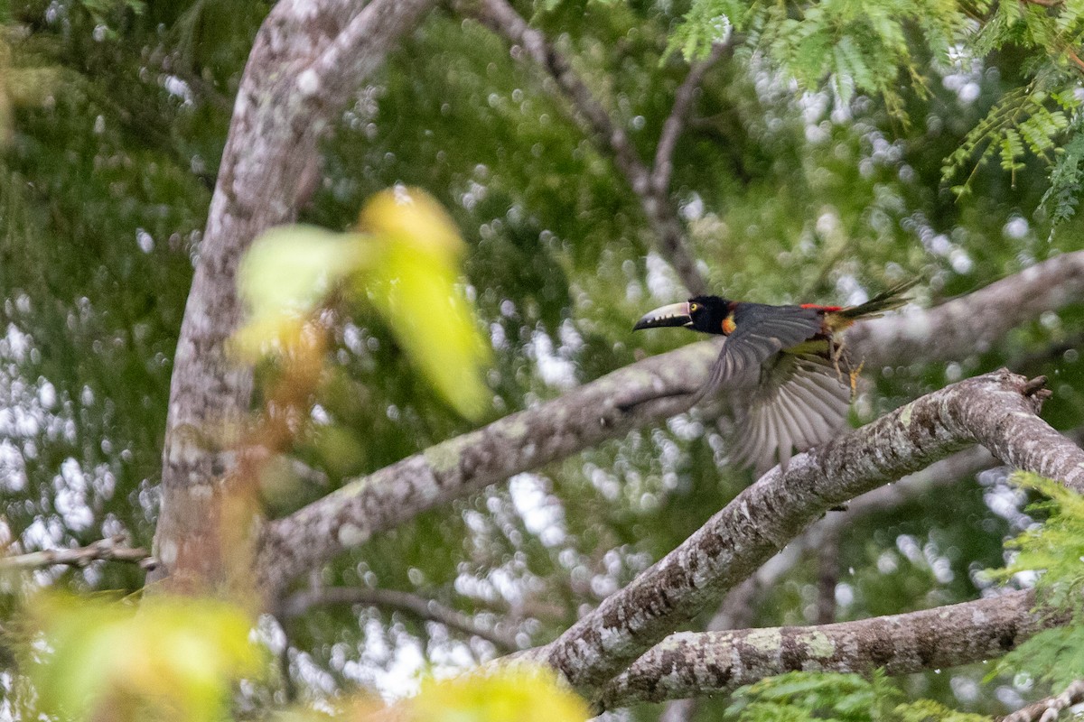 Collared Aracari - ML627119322