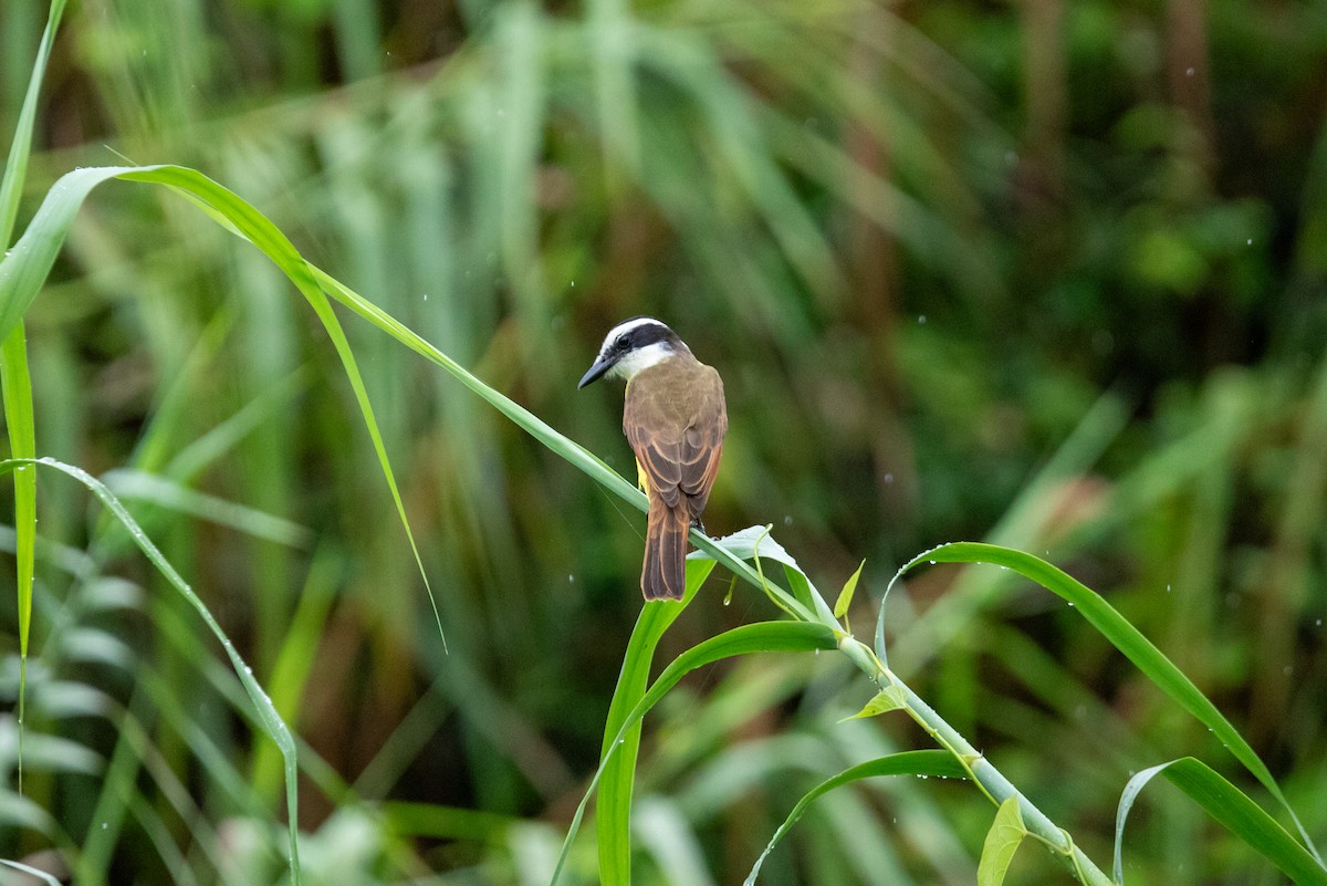 Great Kiskadee - ML627119334