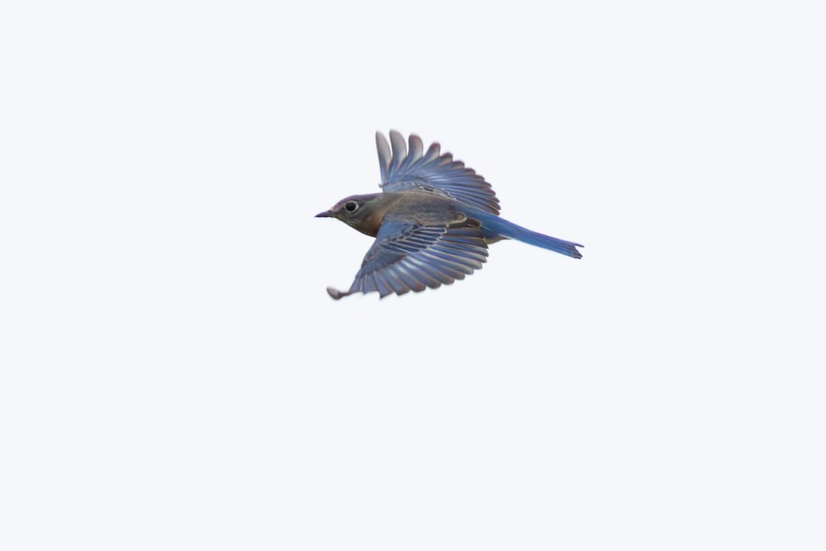 Eastern Bluebird - ML627119587