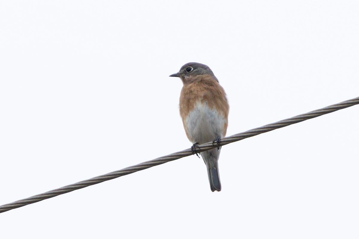 Eastern Bluebird - ML627119589