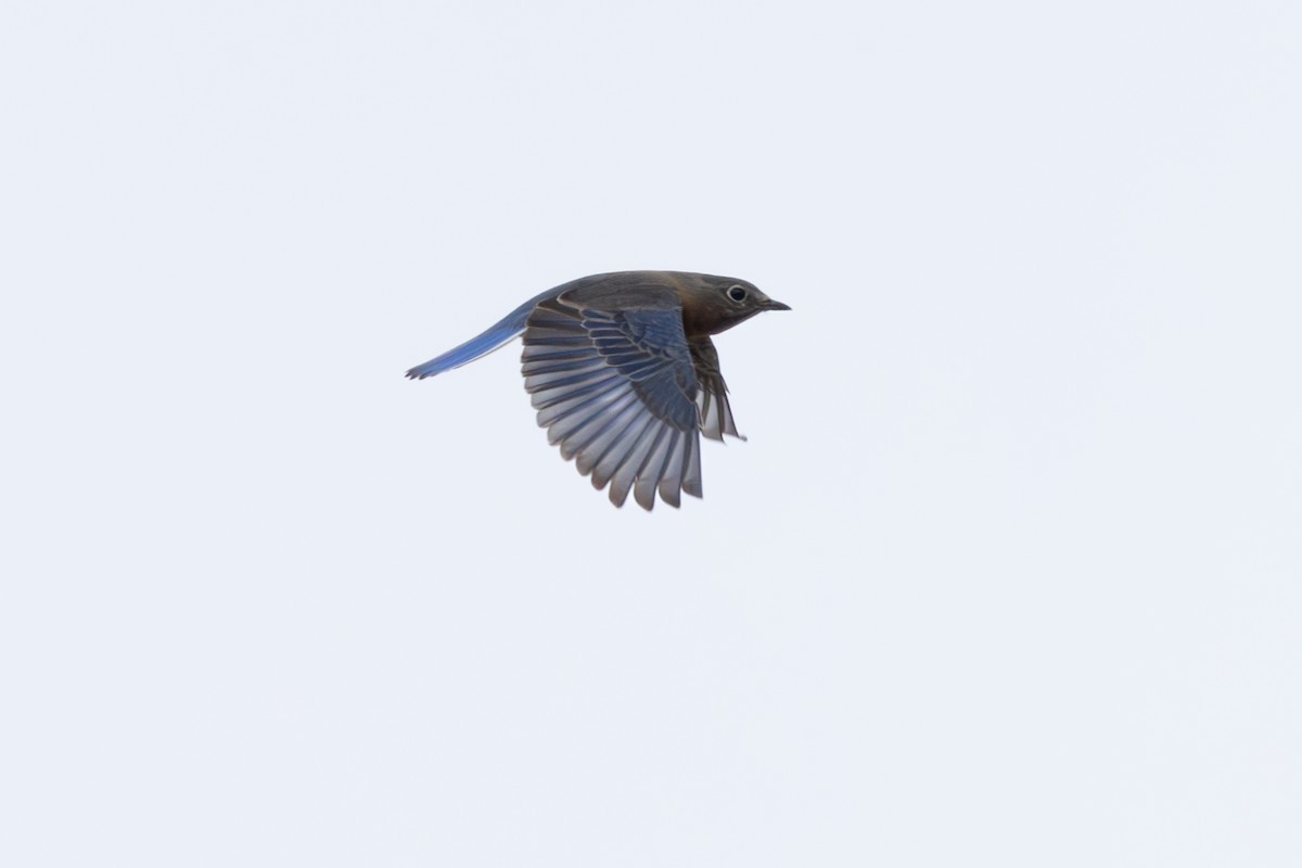 Eastern Bluebird - ML627119590