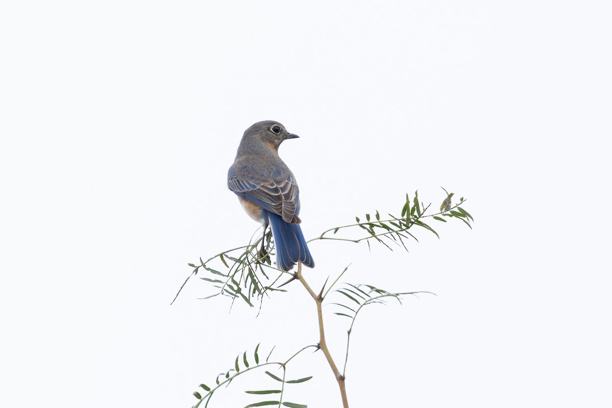 Eastern Bluebird - ML627119605