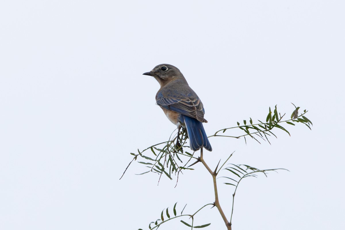 Eastern Bluebird - ML627119606