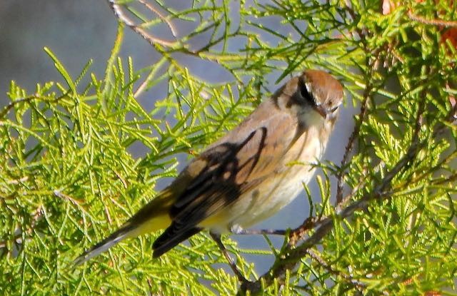 Palm Warbler - ML627119631