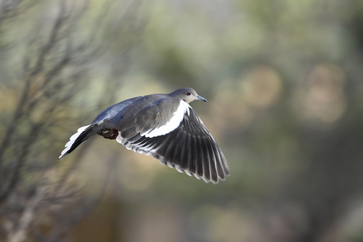 White-winged Dove - ML627119642