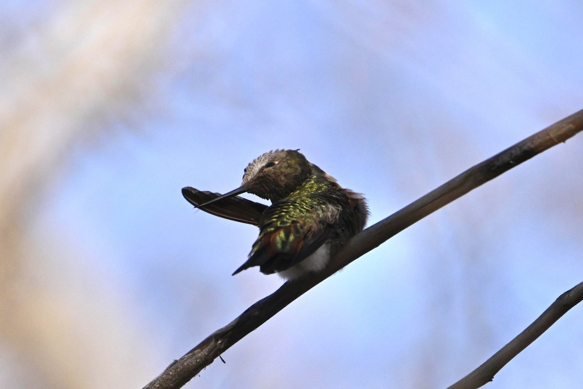 Anna's x Rufous Hummingbird (hybrid) - ML627119676