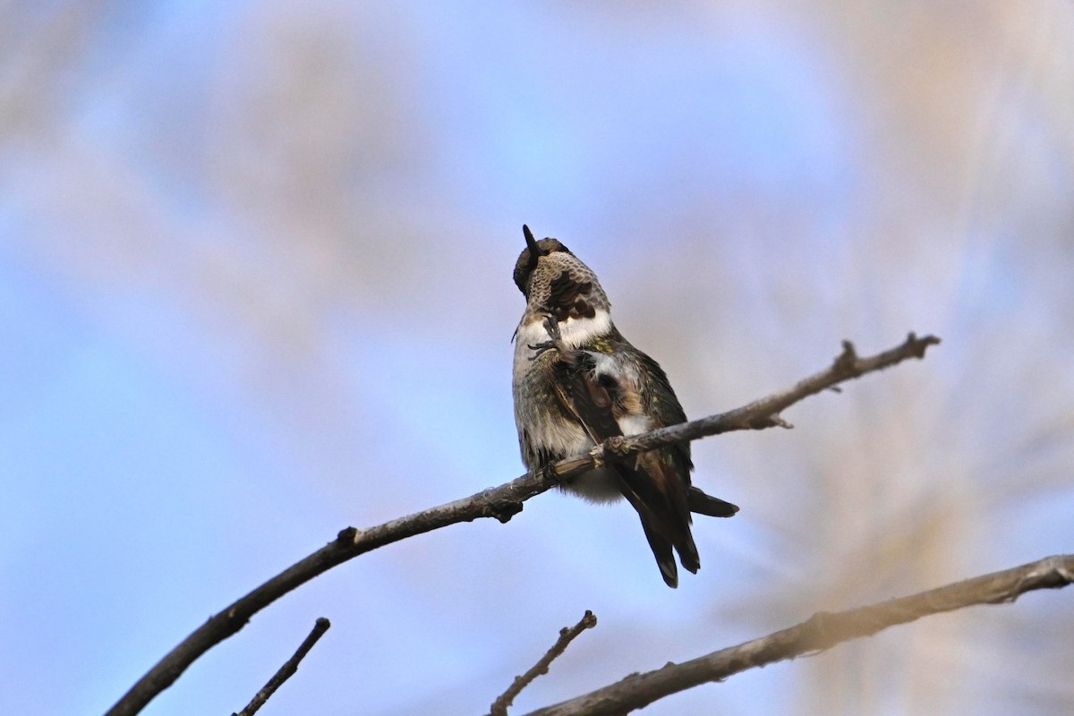 Anna's x Rufous Hummingbird (hybrid) - ML627119677