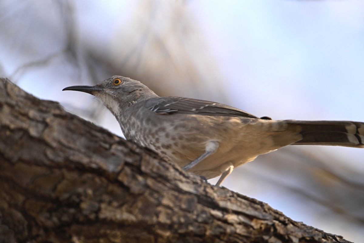 Curve-billed Thrasher - ML627119732