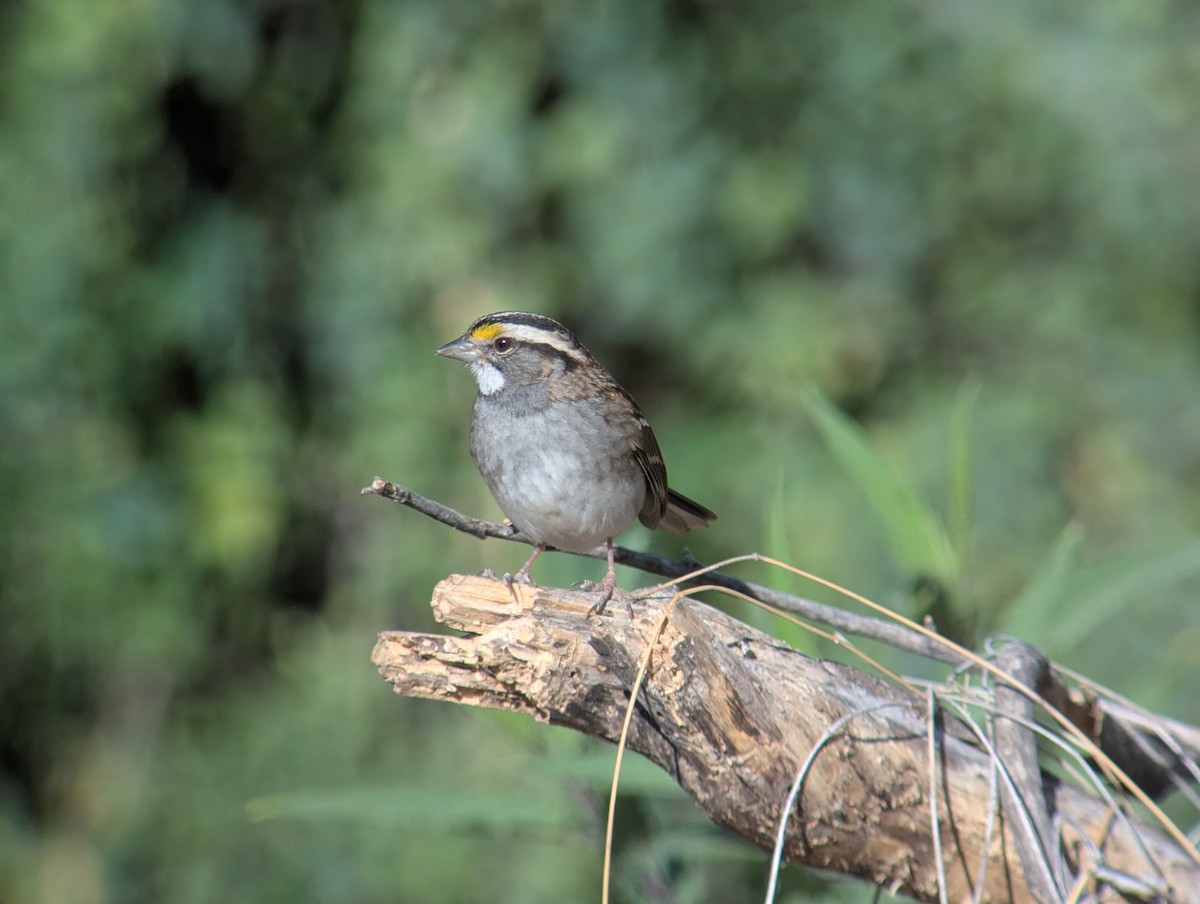 White-throated Sparrow - ML627120222