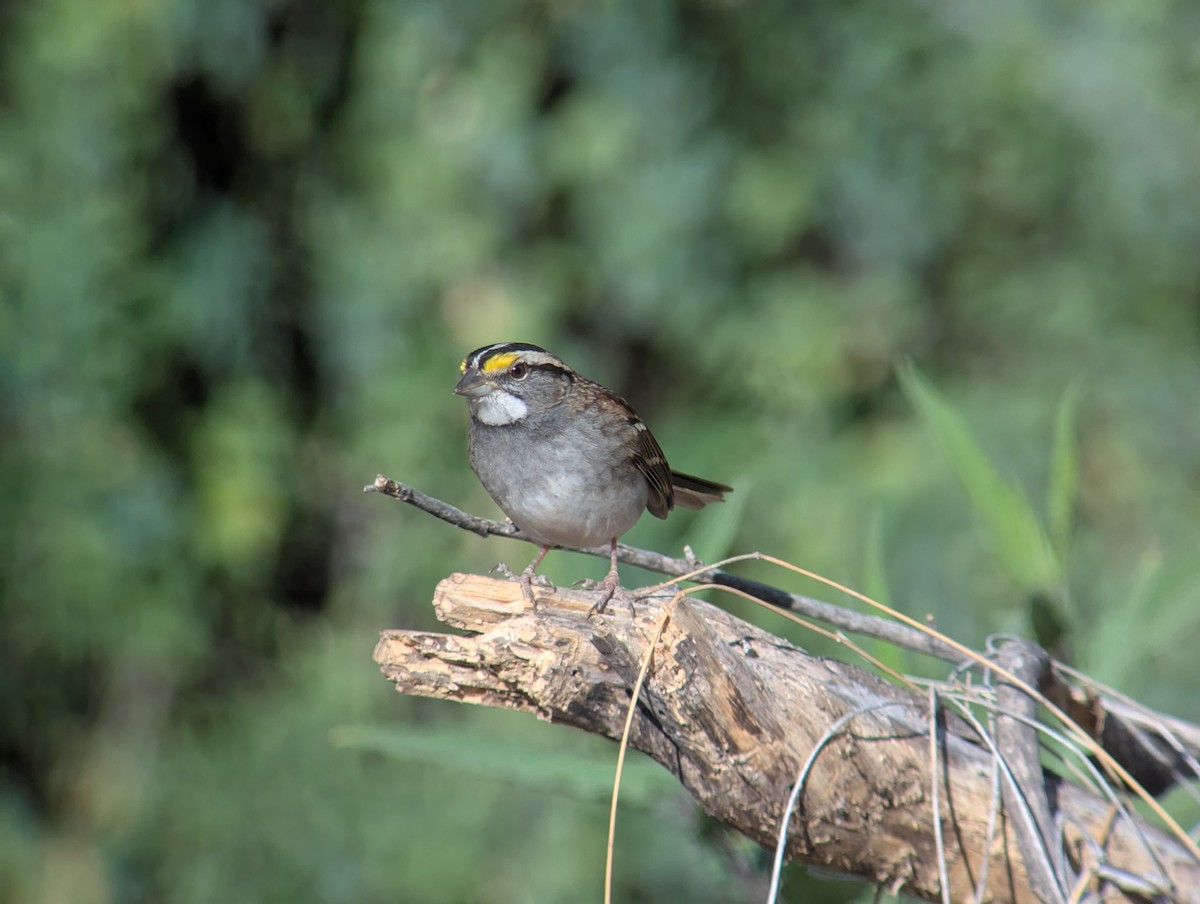 White-throated Sparrow - ML627120223