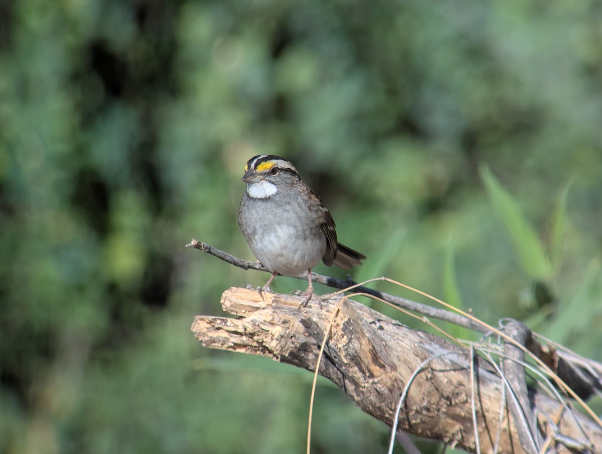 White-throated Sparrow - ML627120224